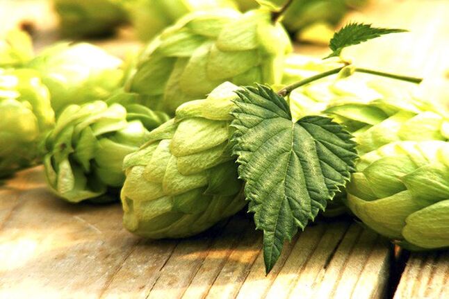 Hopfen der Hopfen, um die Größe der Brust zu erhöhen